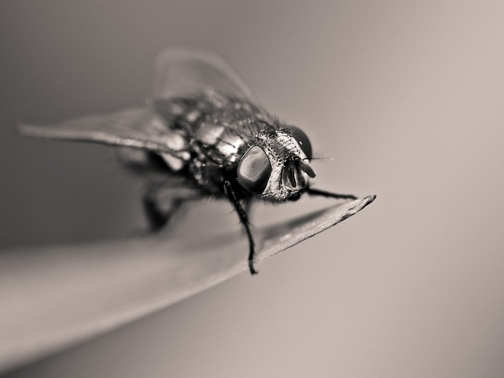 Бело черное насекомое