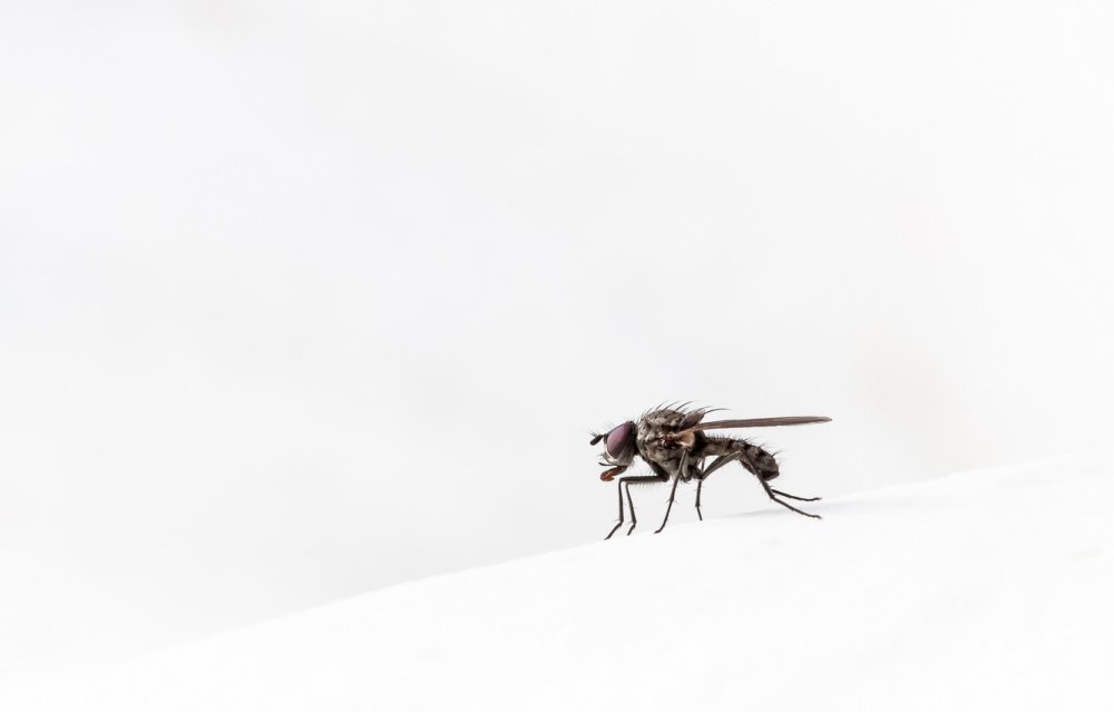 Муха на рабочий стол