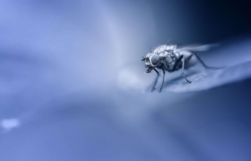 Фон рабочего стола с мухой