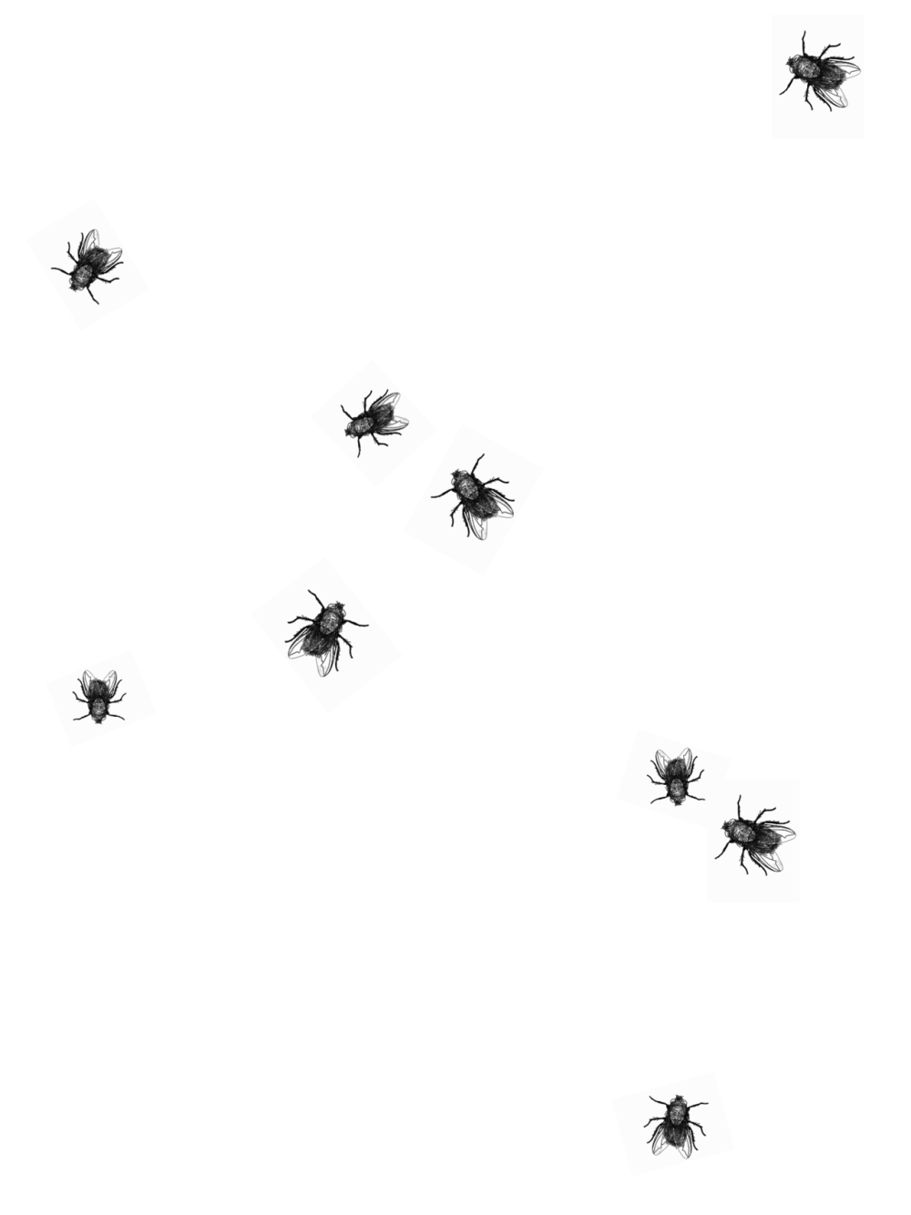 Муха на белом фоне