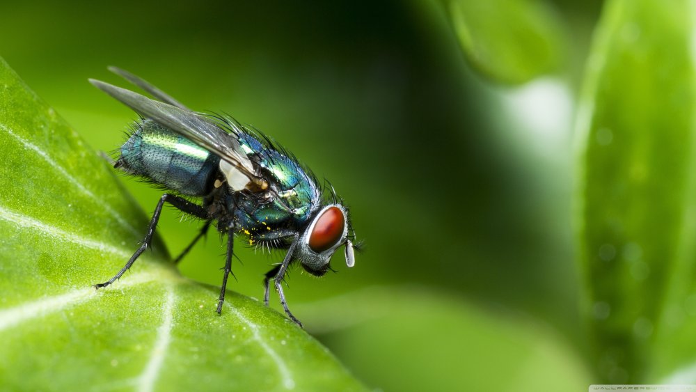 Мука Макросъемка