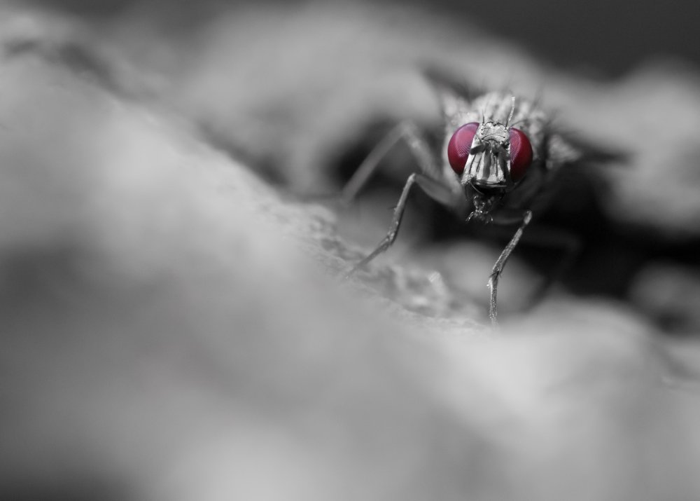 Фон рабочего стола с мухой