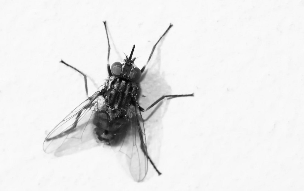 Муха с белыми пятнами