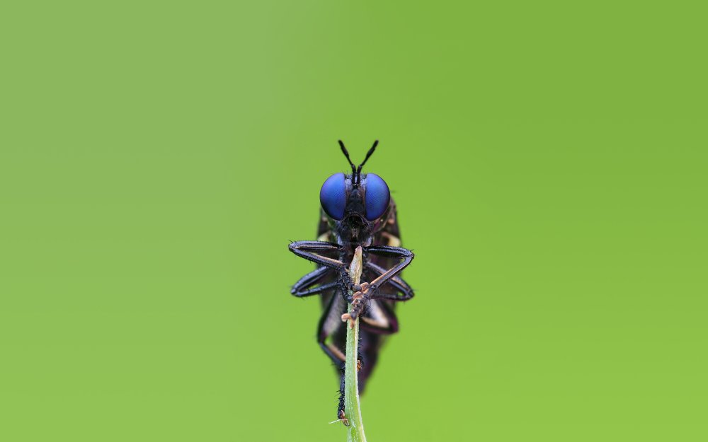 Насекомые на рабочий стол