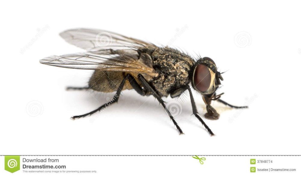 Муха со всех сторон