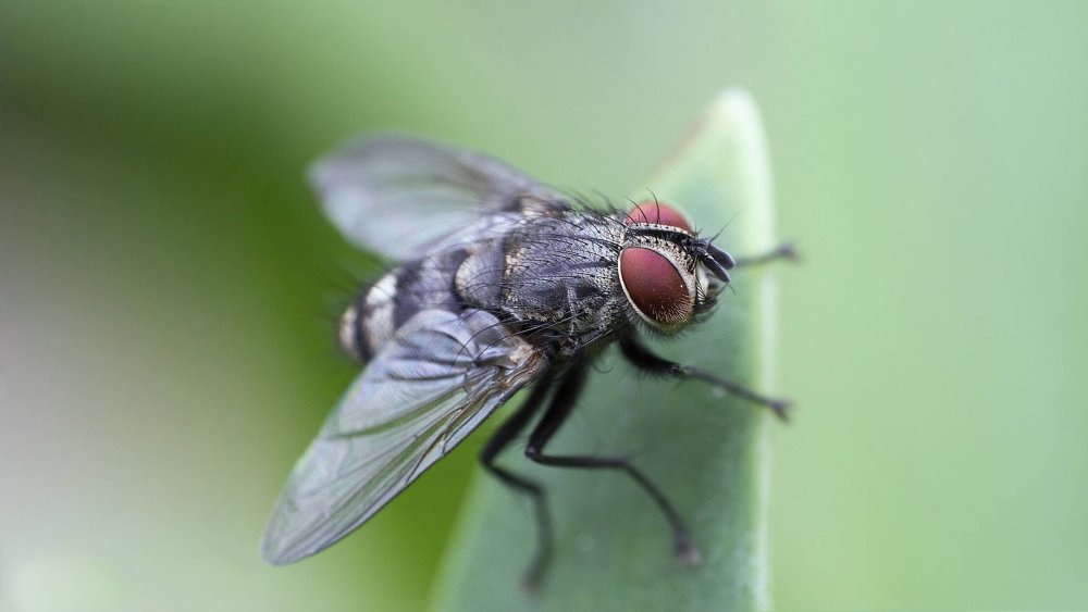 Musca domestica комнатная Муха