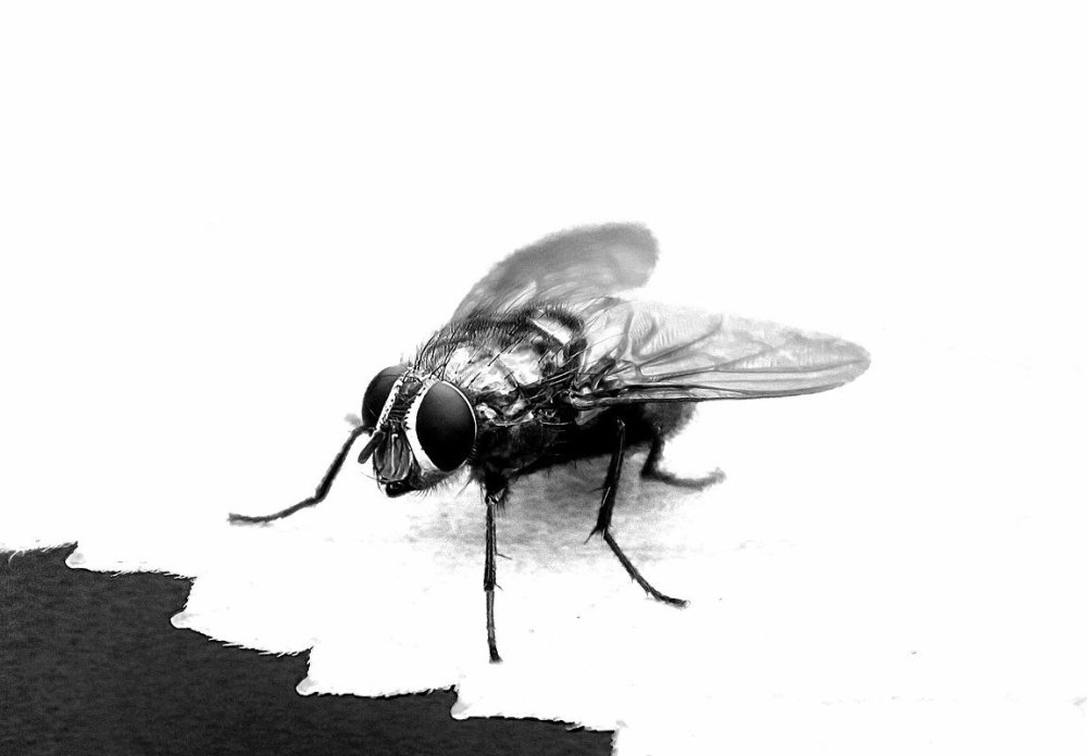 Муха (насекомое)