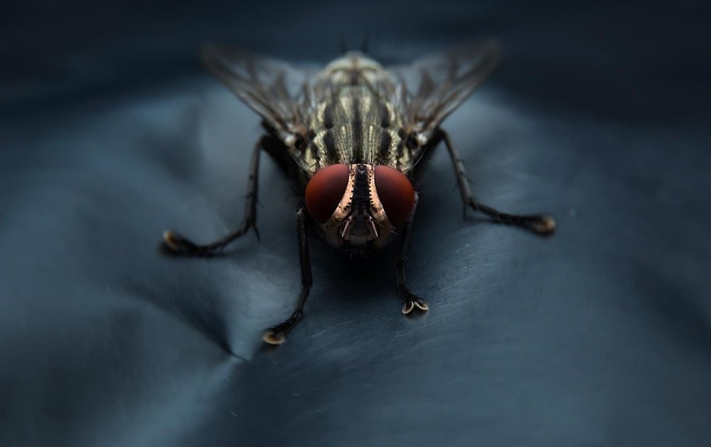 Муха на столе