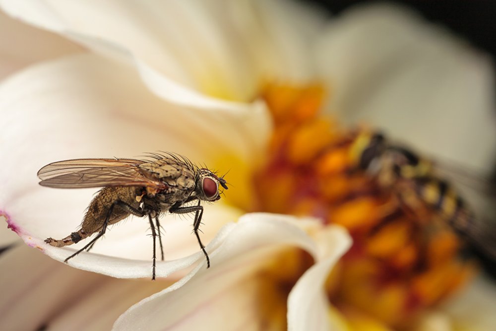 Муха картинка на рабочий стол