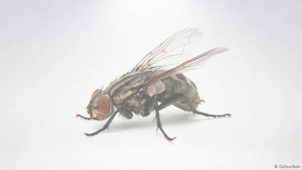 Муха фото на белом фоне