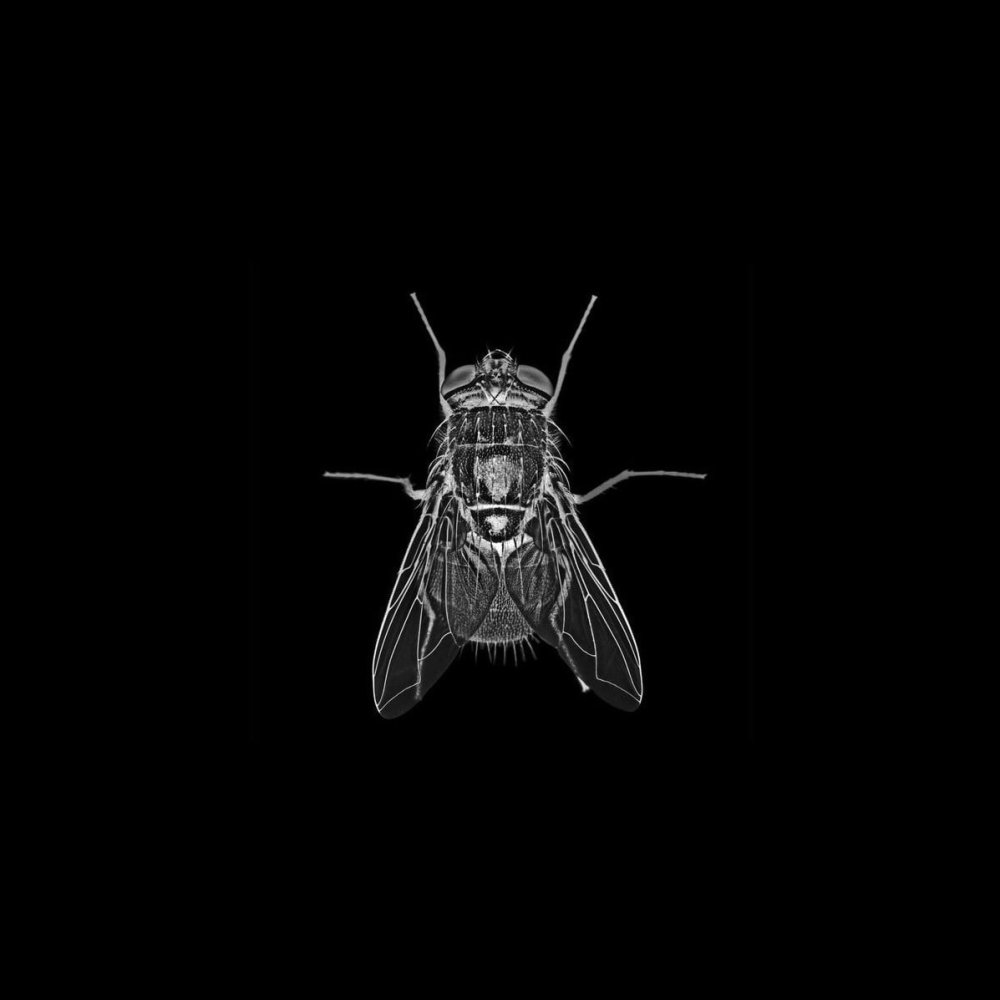 Насекомые на черном фоне