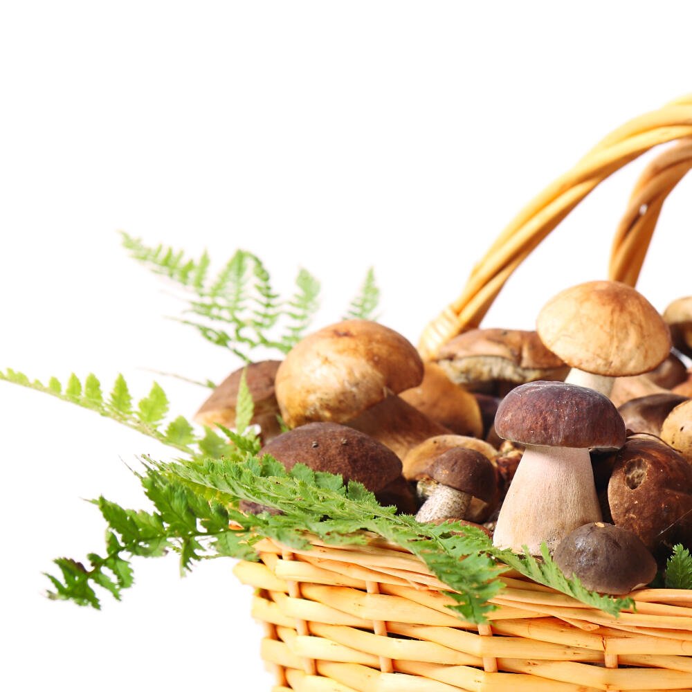 Корзинка с грибами картинки для детей