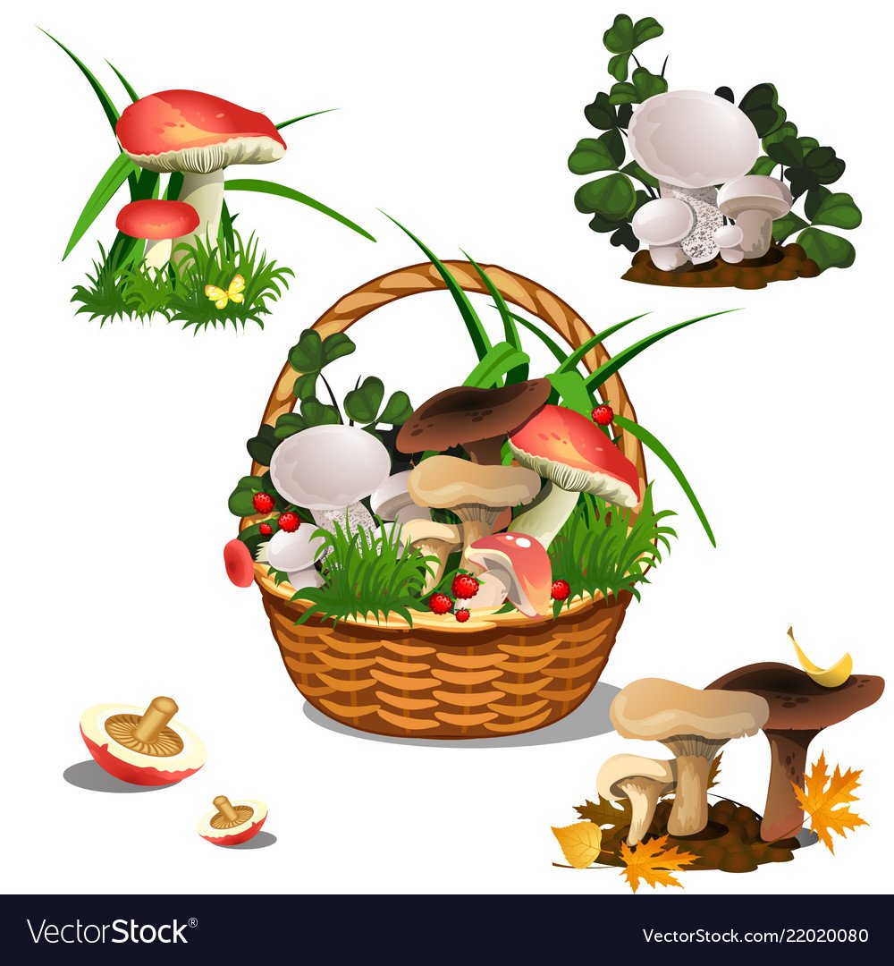 Корзина и рассыпанные грибы для детей на прозрачном фоне