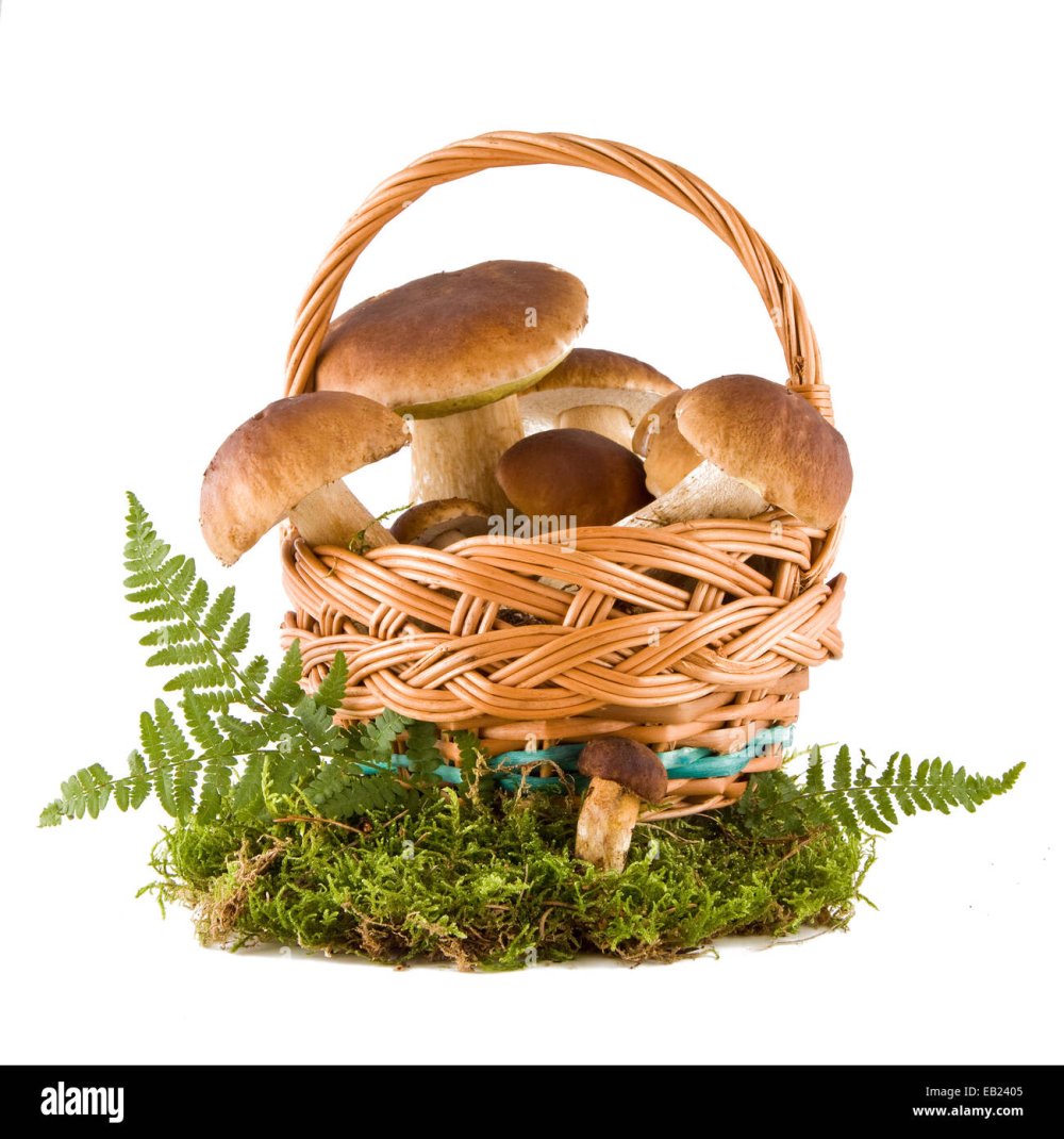 Лукошко с грибами вырубки