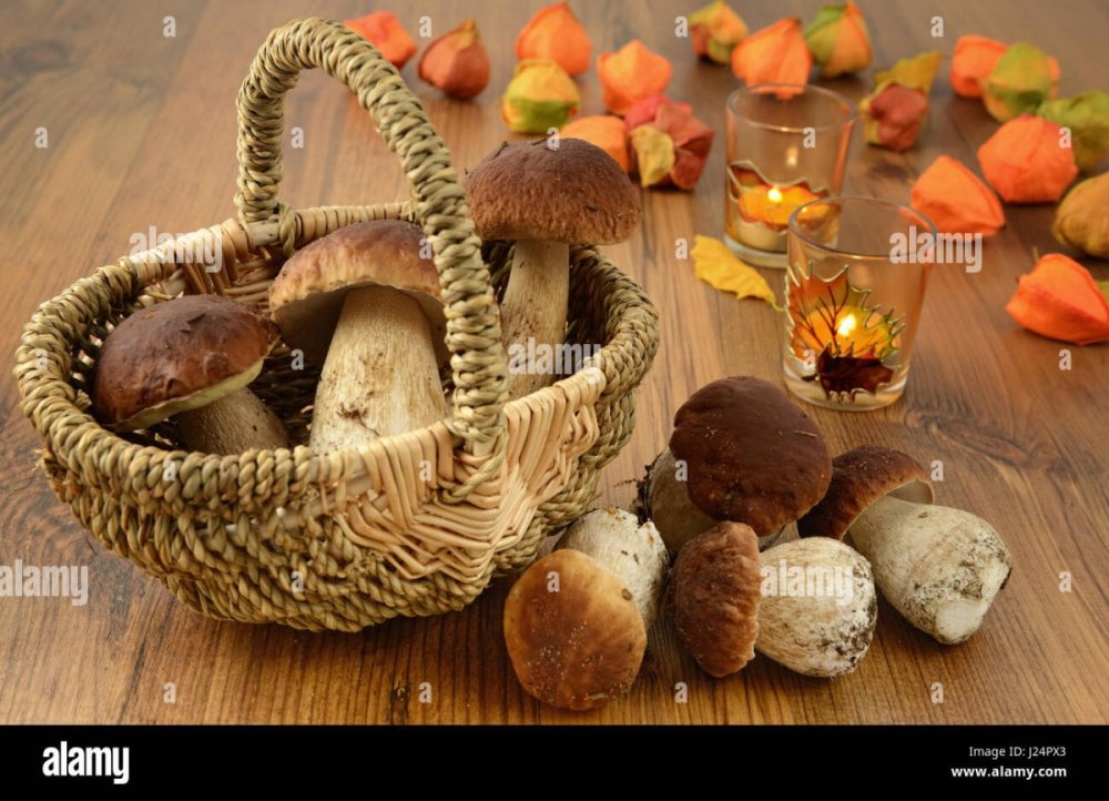 Лукошко с грибами вектор