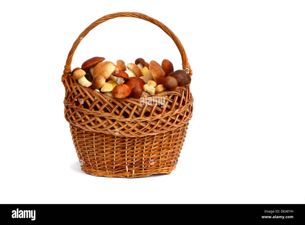Корзинка с грибами без фона