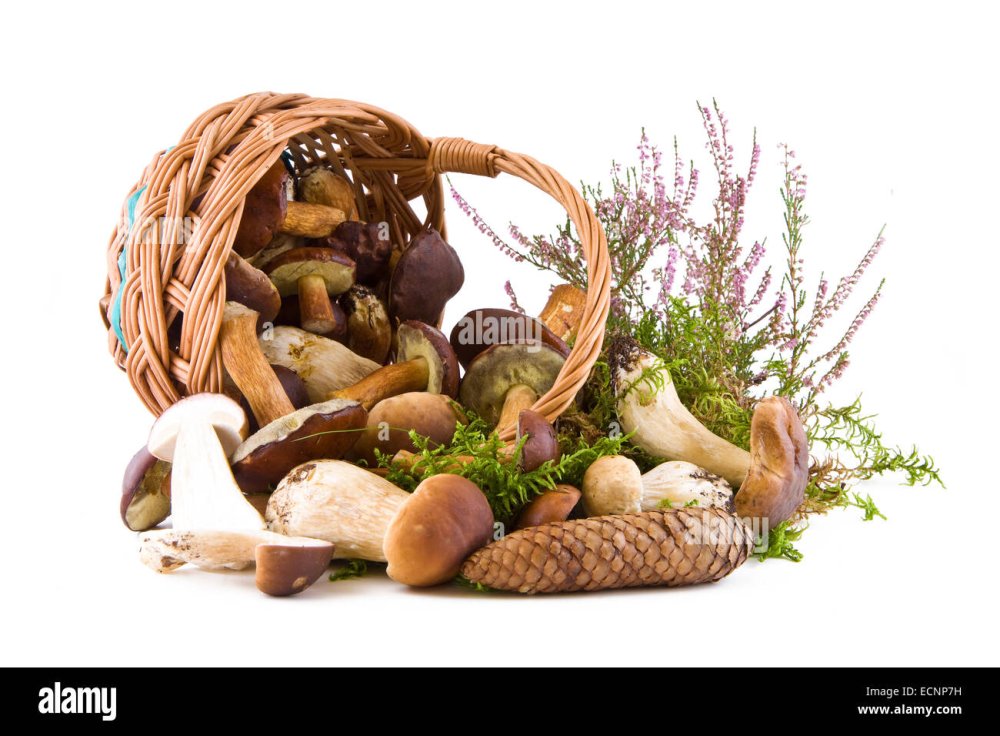 Корзина с грибами