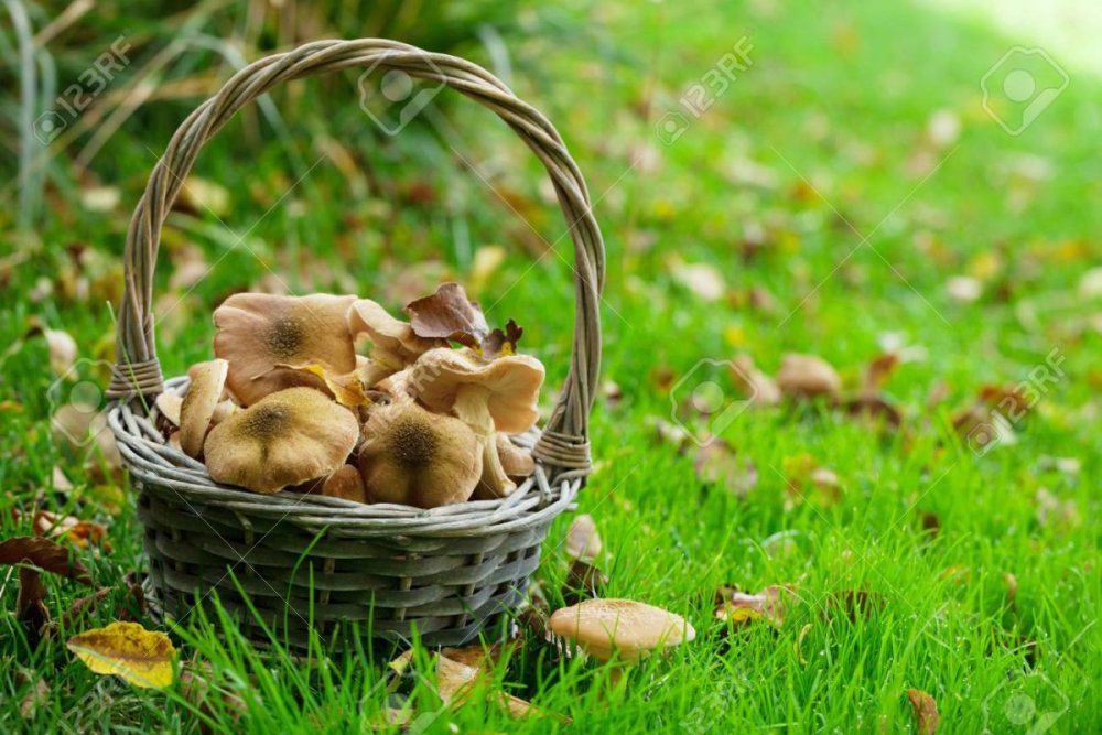 Корзинка грибов и зайчик