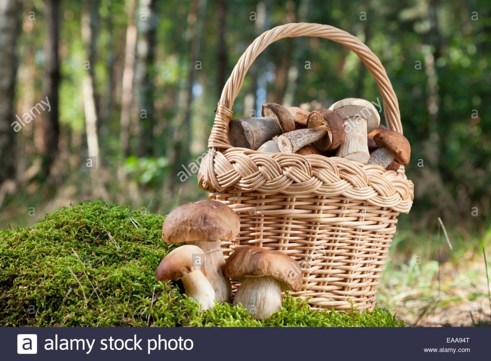 Корзина с грибами