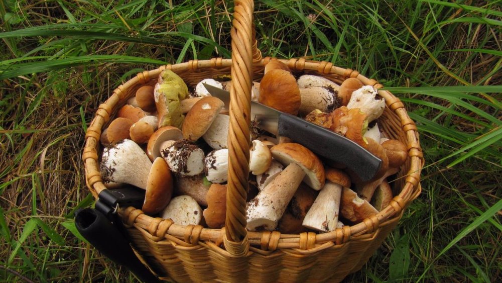 Корзинка грибов в лесу арт