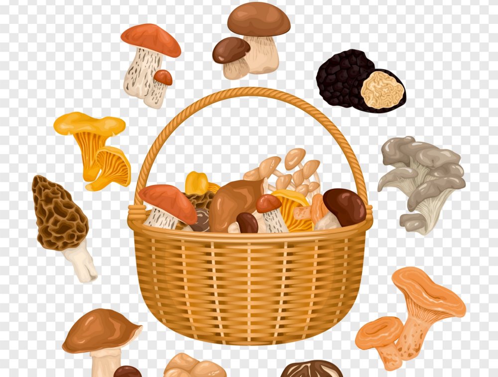 Корзина с грибами на прозрачном фоне