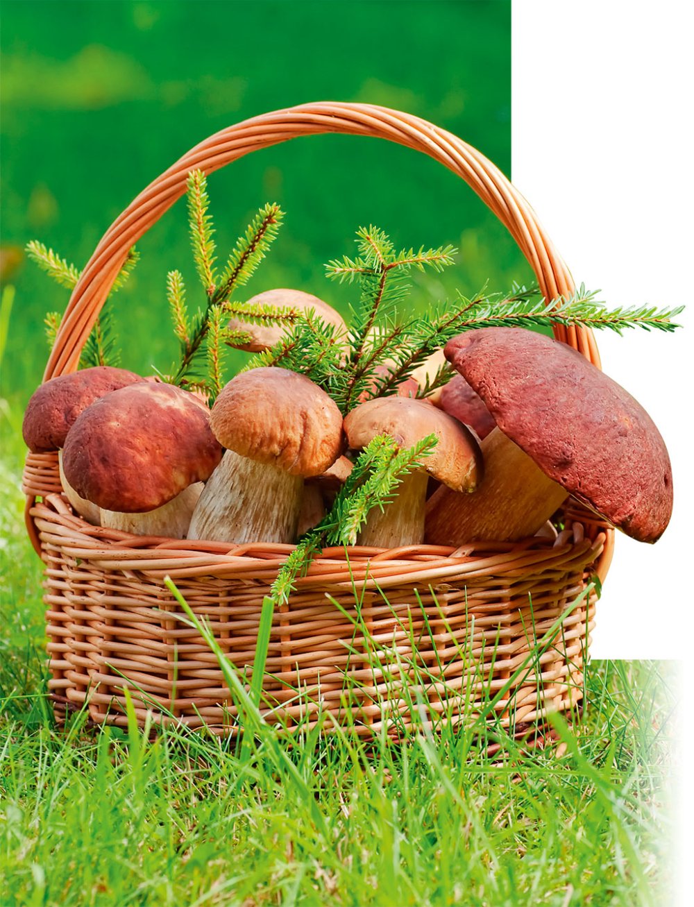 Корзина в лесу