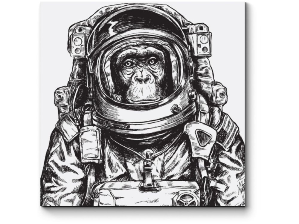 Звери астронавты