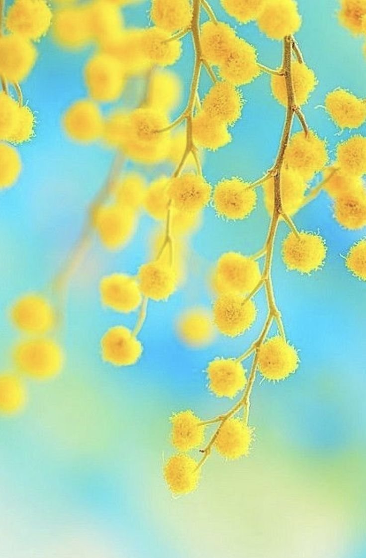 Фон с мимозой вертикальный