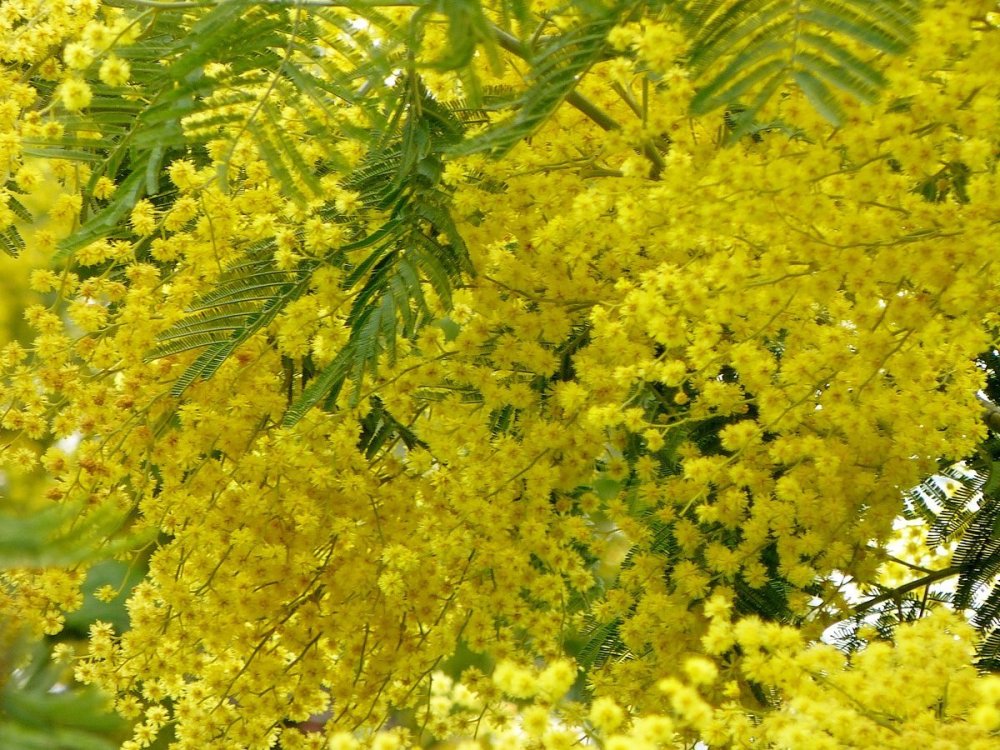 Фон с цветами