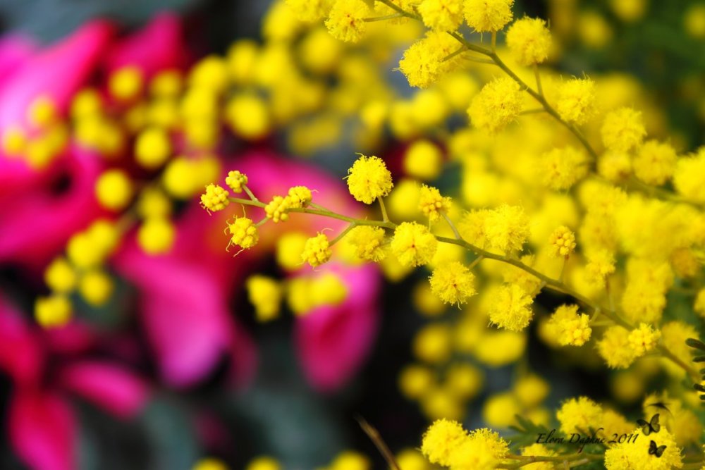 Весенние цветы желтые Мимоза