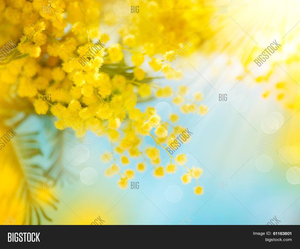 Мимоза цветок макро