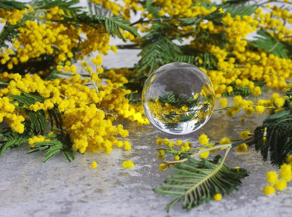 Обои на рабочий стол Мимоза