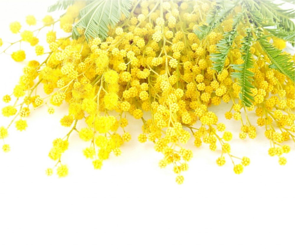 Рамки с мимозами и тюльпанами