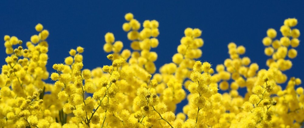 Цветы Мимоза Бэкграунд