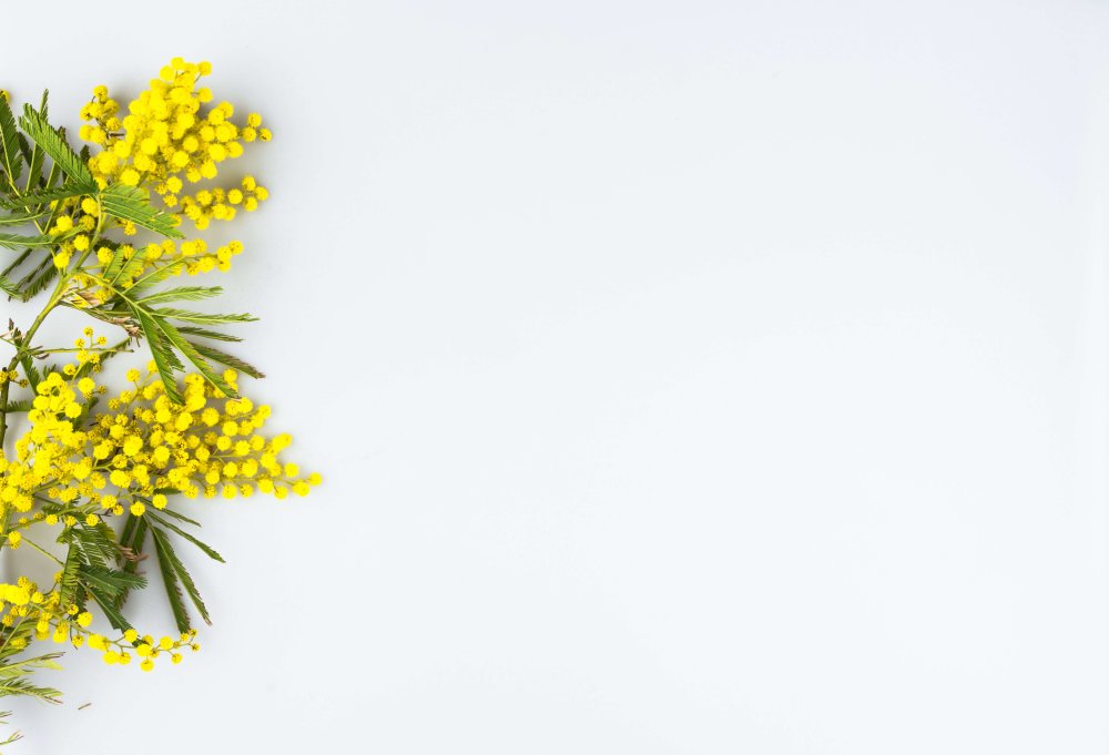 Мимоза на Светлом фоне