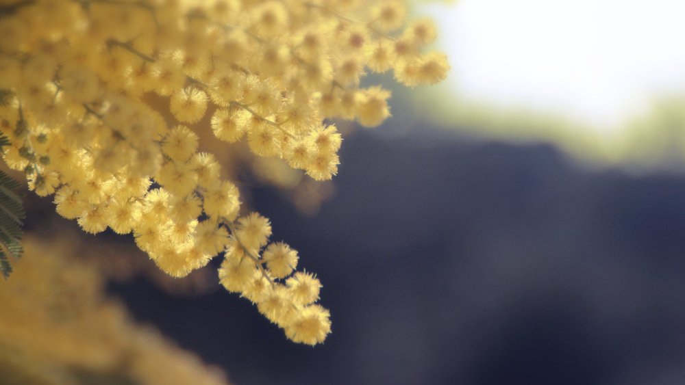 Мимоза на деревянном фоне