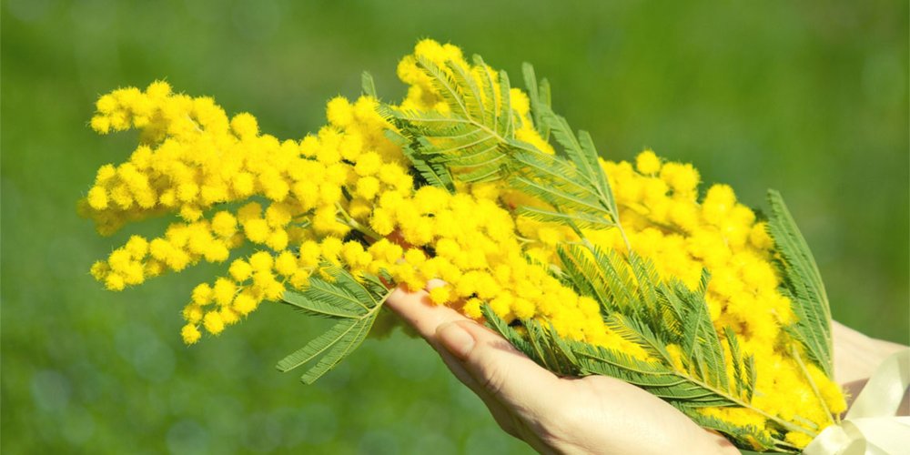 Мимоза на белом фоне