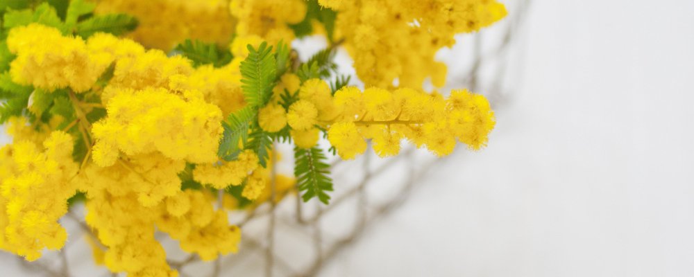 Рамка из мимозы