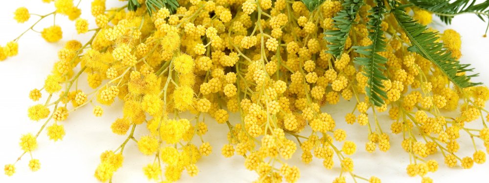 Веточка мимозы