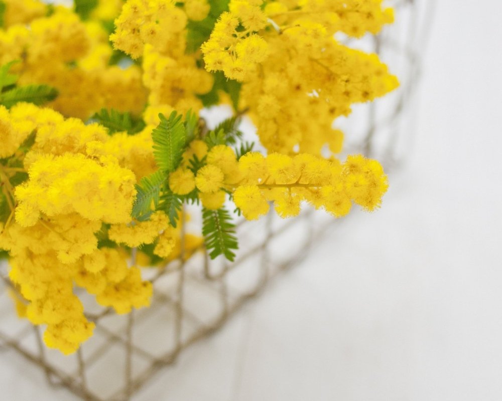 Мимоза дерево