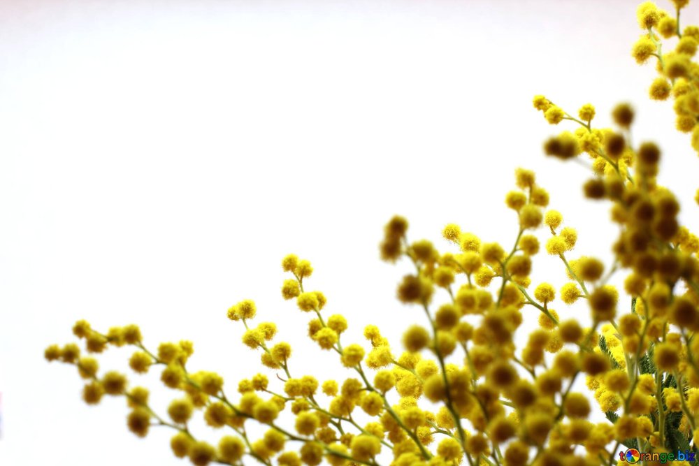 Мимоза Полевая