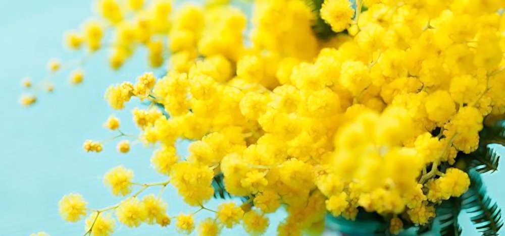 8 Марта Мимоза