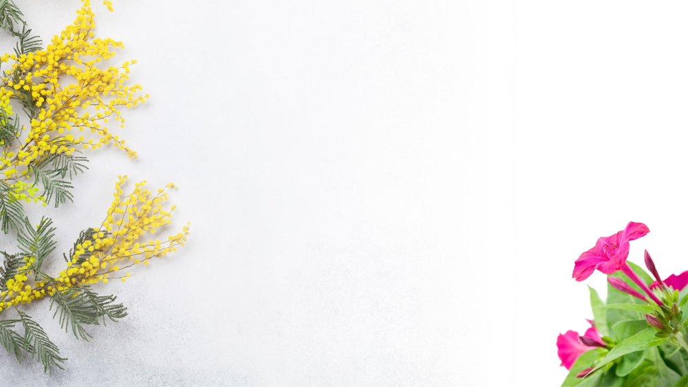 Мимоза цветок фотофон