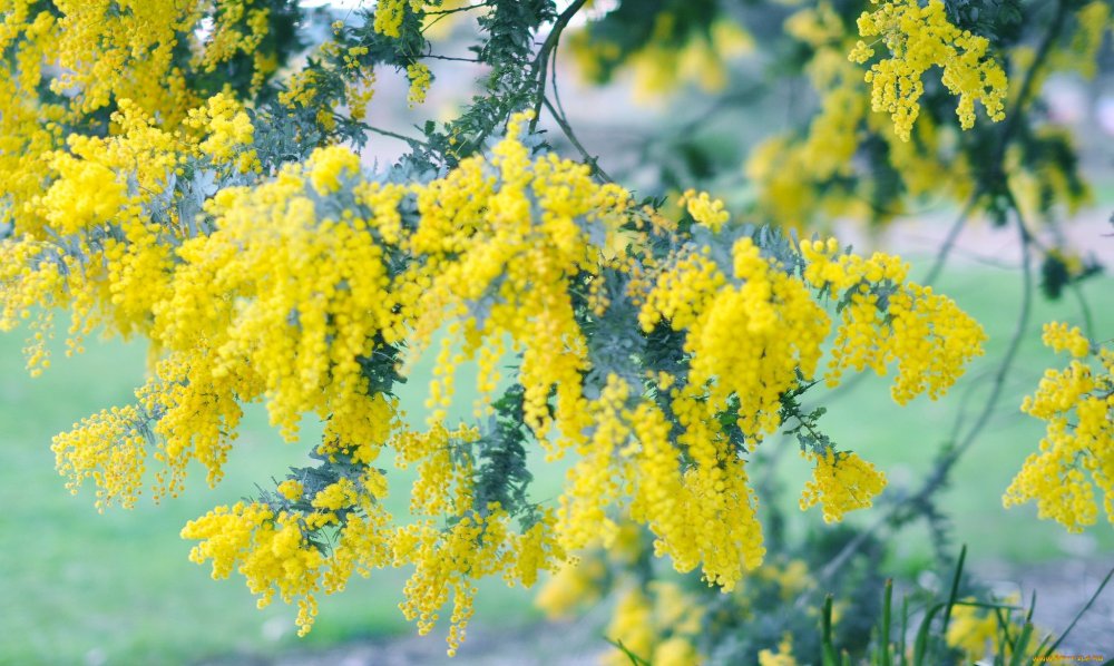 Мимоза цветок на зеленом фоне