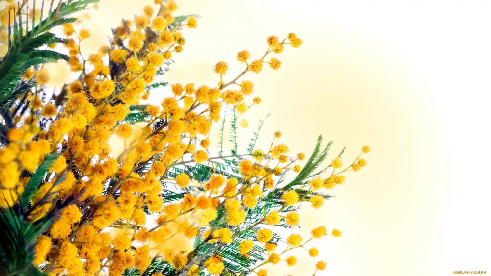 Мимоза на досках фон