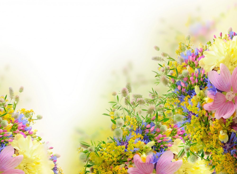 Branche de Mimosa Flowers