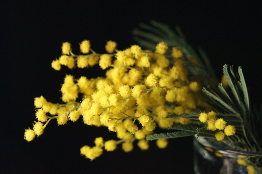 Мимоза нежность