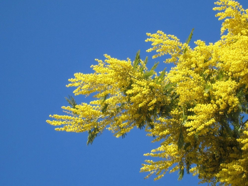 Мимоза набережная Сочи