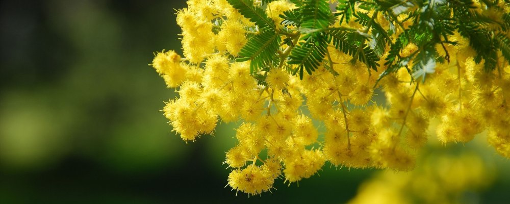 Сибирская Мимоза