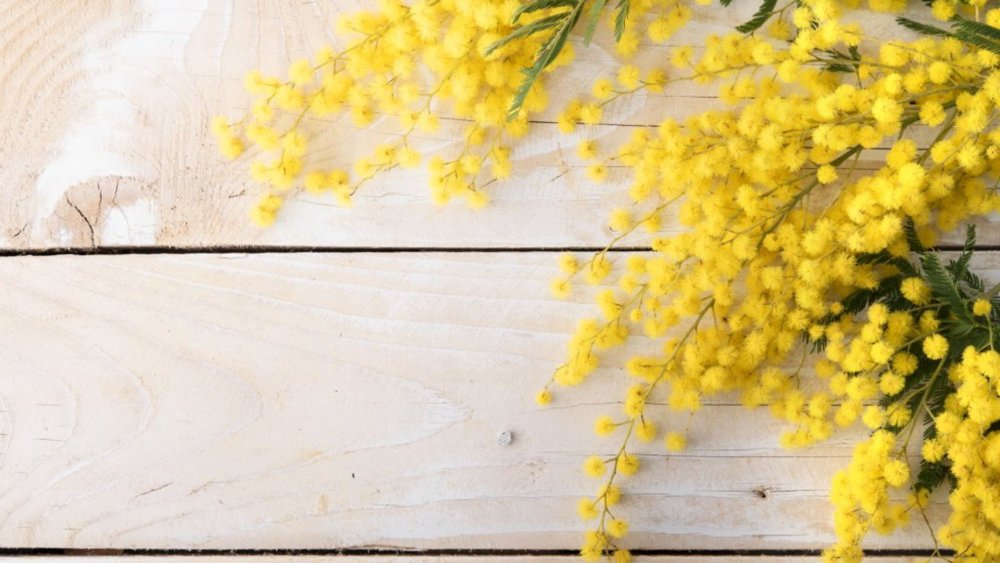 Рамка цветы Мимоза